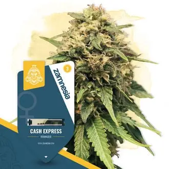 Cash Express cannabis seeds by Zamnesia Seeds