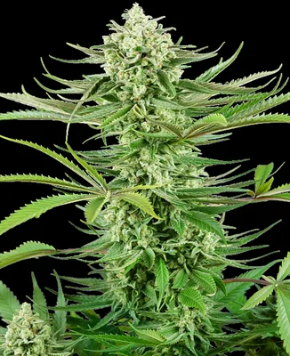 Cashew Kush cannabis seeds
