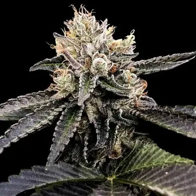Cataract Cake cannabis seeds