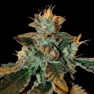 Cataract Kush cannabis seeds