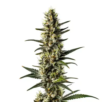 CBD 1-CA (1:20) cannabis seeds by Blimburn Seeds