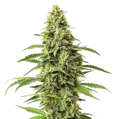 CBD Amnesia (1:1) cannabis seeds