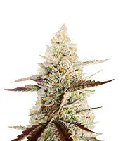 CBD Amnesia cannabis seeds