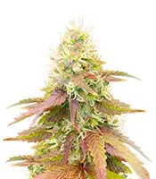 CBD Apple Betty cannabis seeds