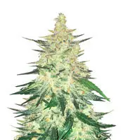 CBD Auto 1:1 (CBD Crack) cannabis seeds