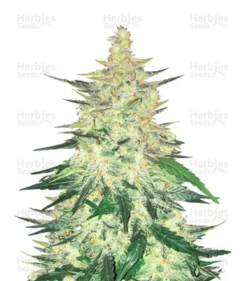 CBD Auto 1:1 cannabis seeds