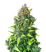 CBD Auto 20:1 cannabis seeds