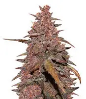 CBD Auto Blackberry Kush cannabis seeds