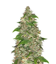 CBD Auto Charlotte’s Angel cannabis seeds
