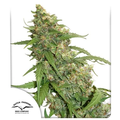 Cbd Auto Compassion Lime cannabis seeds