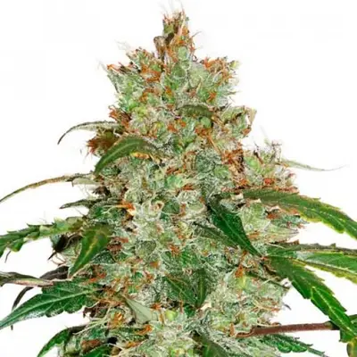CBD Auto White Widow cannabis seeds