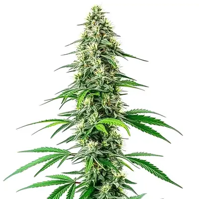 CBD Black Diesel (1:1) cannabis seeds