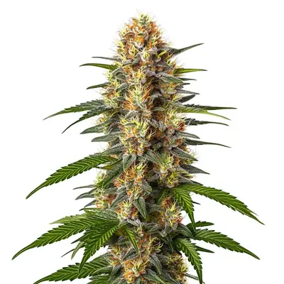 CBD Black Domina (1:1) cannabis seeds