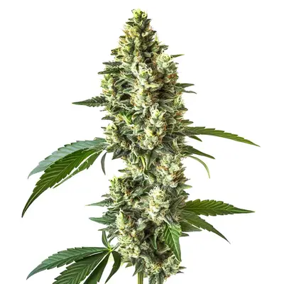 CBD Blueberry (1:1) cannabis seeds by Blimburn Seeds