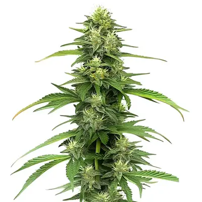CBD Blueberry (1:16) cannabis seeds by Blimburn Seeds