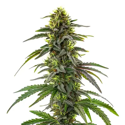 CBD Cafe Racer cannabis seeds by Blimburn Seeds