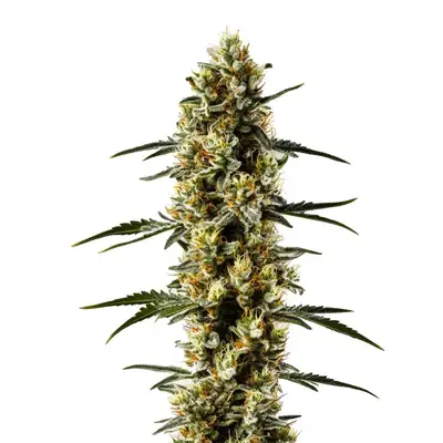 CBD Candida cannabis seeds by Blimburn Seeds