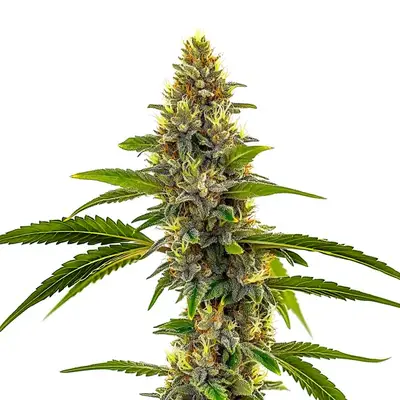CBD Candyland cannabis seeds by Blimburn Seeds