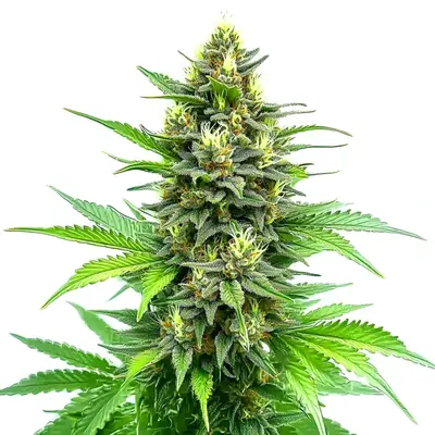 CBD Carmagnola cannabis seeds by Blimburn Seeds