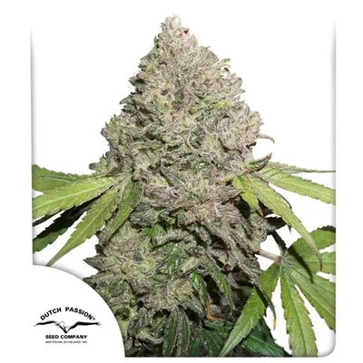 Cbd Charlottes Angel cannabis seeds