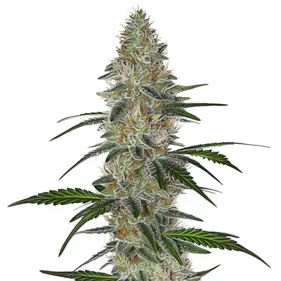 CBD Chemdog #4 cannabis seeds by Blimburn Seeds
