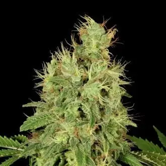 CBD-Chronic cannabis seeds by Serious Seeds