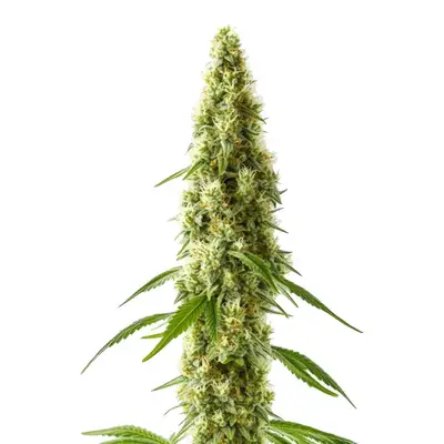 CBD Cookie Kush 1:10 cannabis seeds