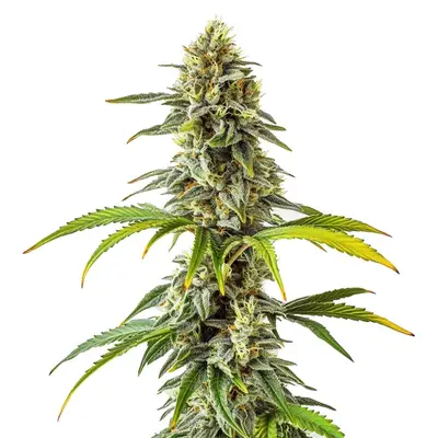CBD Cream & Cheese (1:1) cannabis seeds