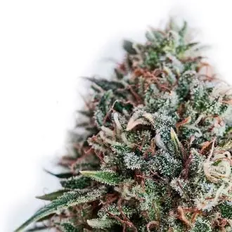 CBD+ Critical 47 cannabis seeds