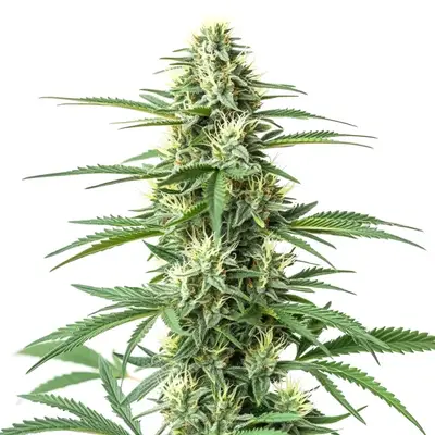 CBD Critical Mass (1:1) cannabis seeds by Blimburn Seeds