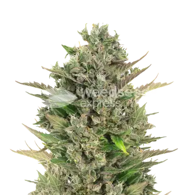 CBD Critical Mass cannabis seeds