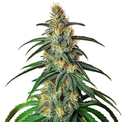CBD Diesel (1:1) cannabis seeds