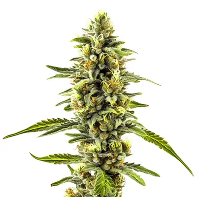 CBD Diesel x Gorilla (1:1) cannabis seeds