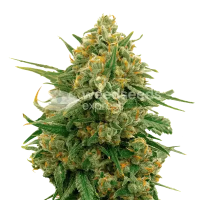 CBD Express cannabis seeds