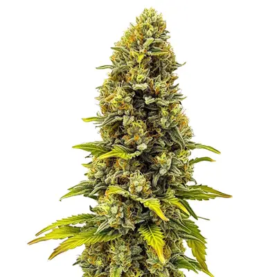CBD Fire Kush (1:30) cannabis seeds