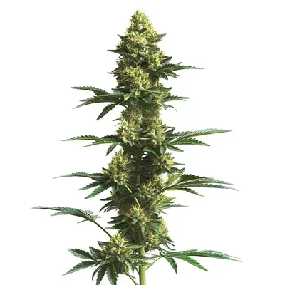 CBD Fruit (1:25) cannabis seeds