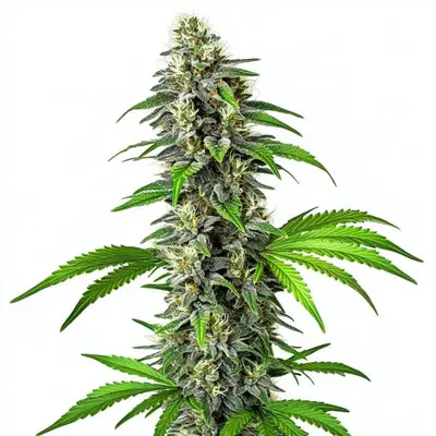 CBD Girl Scout Cookies 1:1 cannabis seeds