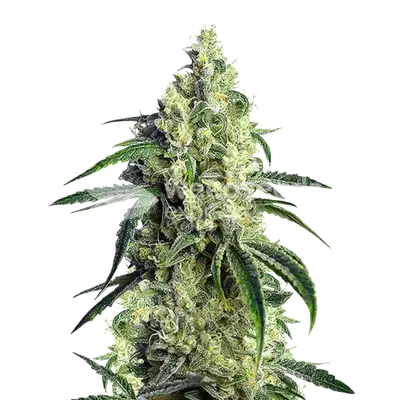 CBD Girl Scout Cookies cannabis seeds