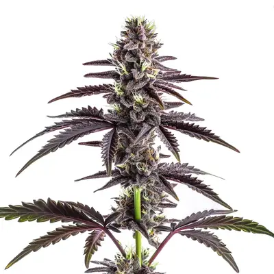 CBD Grape Pie (1:15) cannabis seeds by Blimburn Seeds