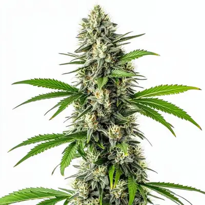 CBD Harle-Tsu cannabis seeds
