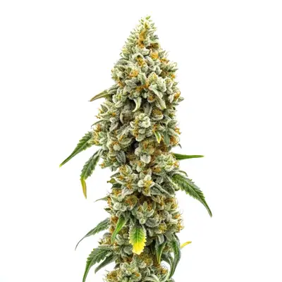 CBD Harlequin (1:18) cannabis seeds by Blimburn Seeds