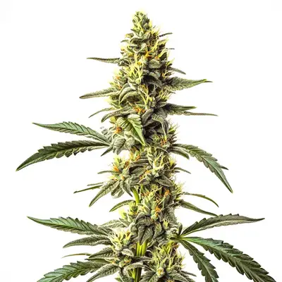 CBD Harlequin (1:25) cannabis seeds