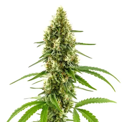 CBD Harlequin Kimbo Kush (1:2) cannabis seeds