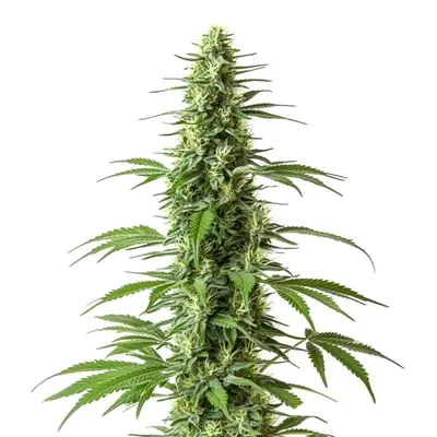 CBD Haze (1:1) cannabis seeds by Blimburn Seeds