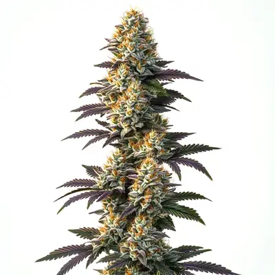 CBD Infinity (1:20) cannabis seeds by Blimburn Seeds