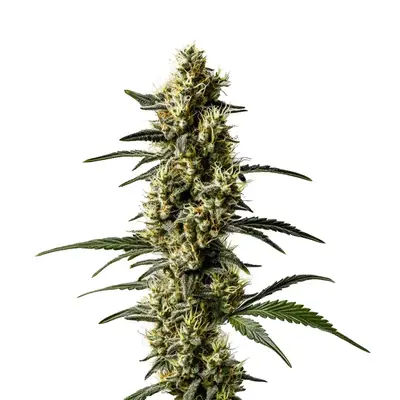 CBD Jack Herer (1:1) cannabis seeds