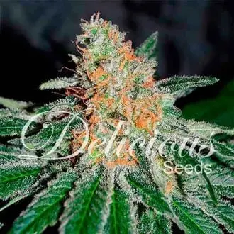 CBD Jam cannabis seeds by Delicious Seeds