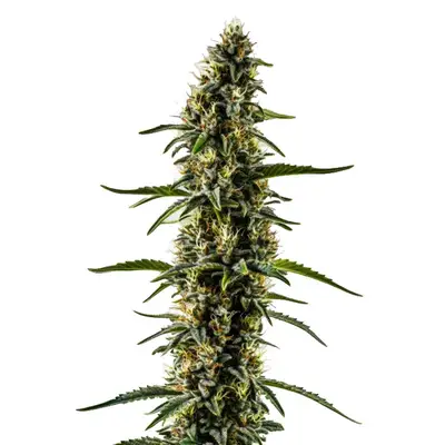CBD Kush (1:1) cannabis seeds by Blimburn Seeds