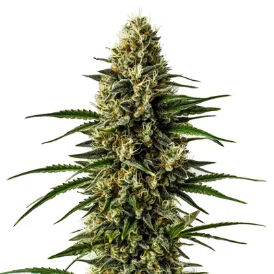 CBD Lemon Skunk (1:30) cannabis seeds by Blimburn Seeds