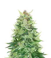 CBD Lemon cannabis seeds